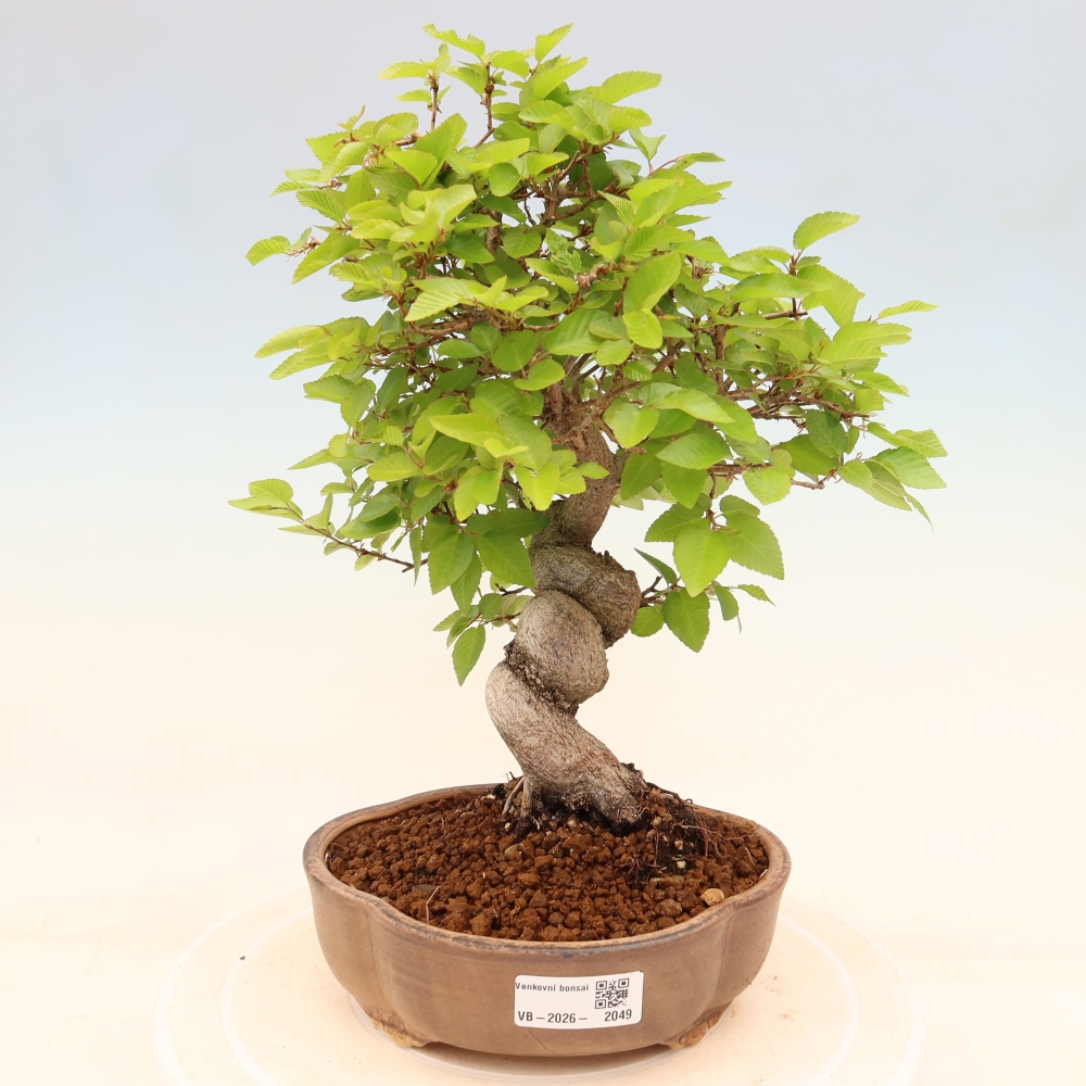 Bonsai voor buiten -Carpinus Coreana - Koreaanse haagbeuk