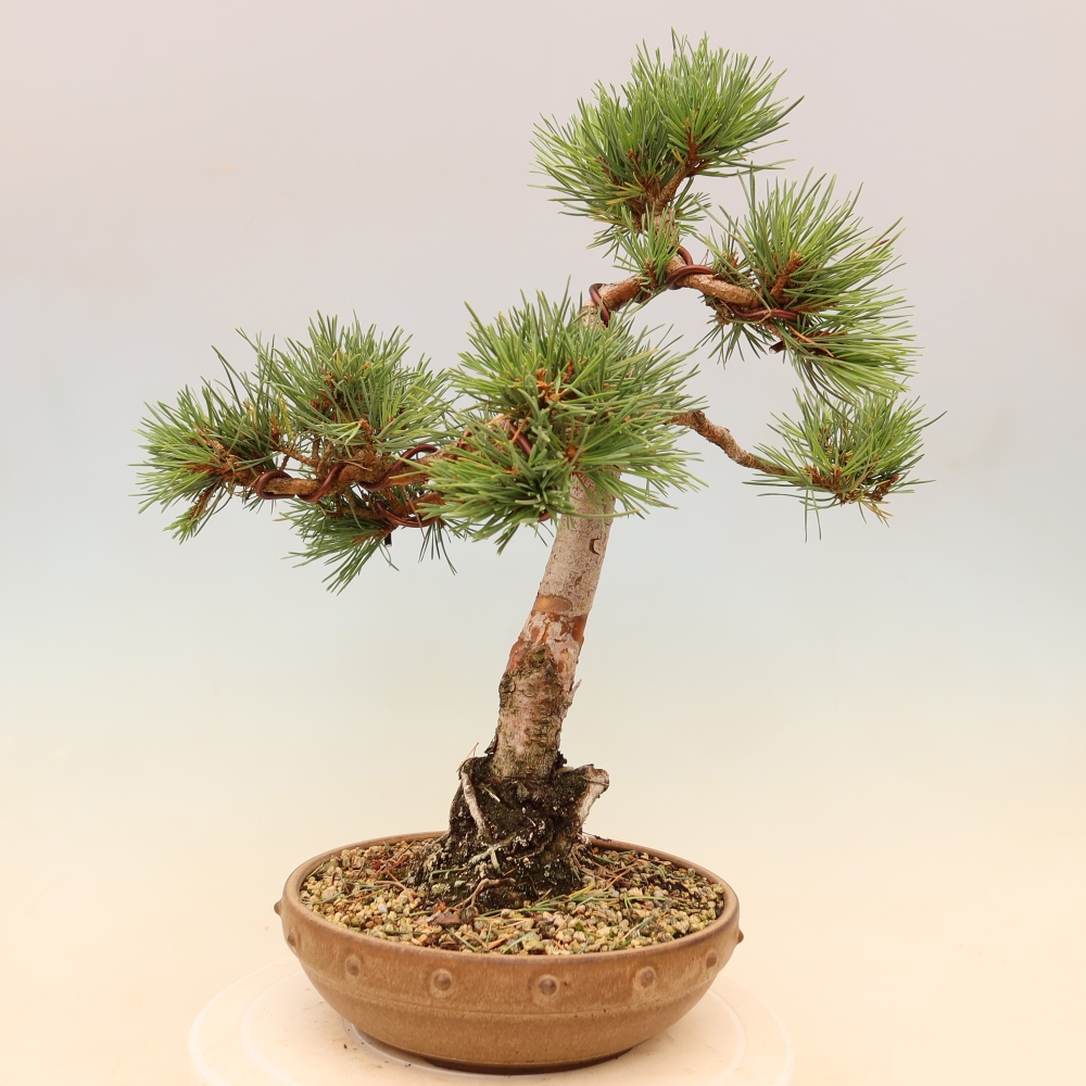 Bonsai voor buiten - Pinus Sylvestris Watererri - grove den