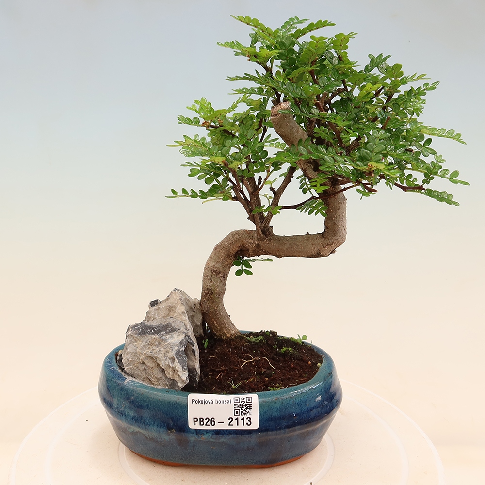 Kamerbonsai - Zantoxylum piperitum - peperboom