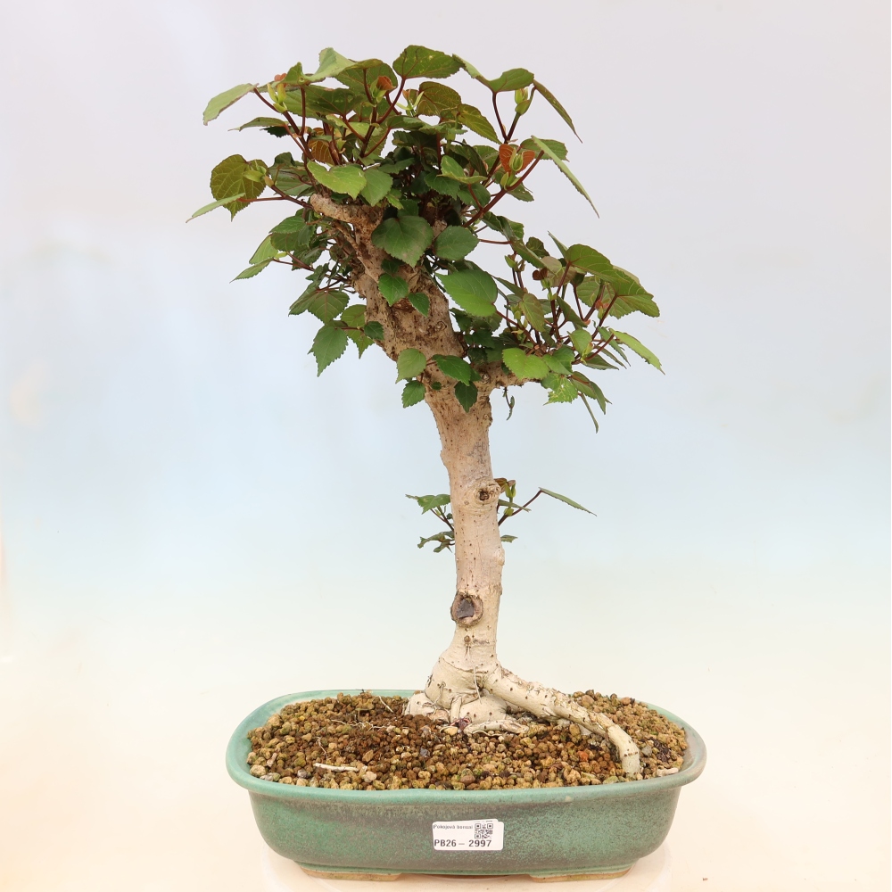Bonsai voor binnen - Hibiscus tiliaceus - Zee Hibiscus
