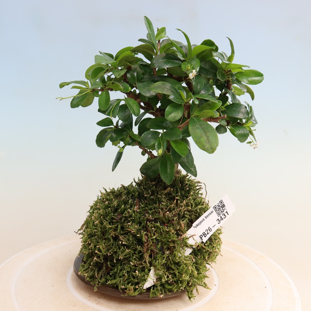 Kokedama met schaal - Carmona macrophylla - Fuki-thee