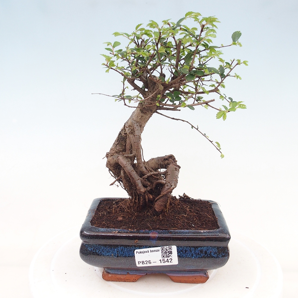 Kamerbonsai - Ulmus parvifolia - Winteriep