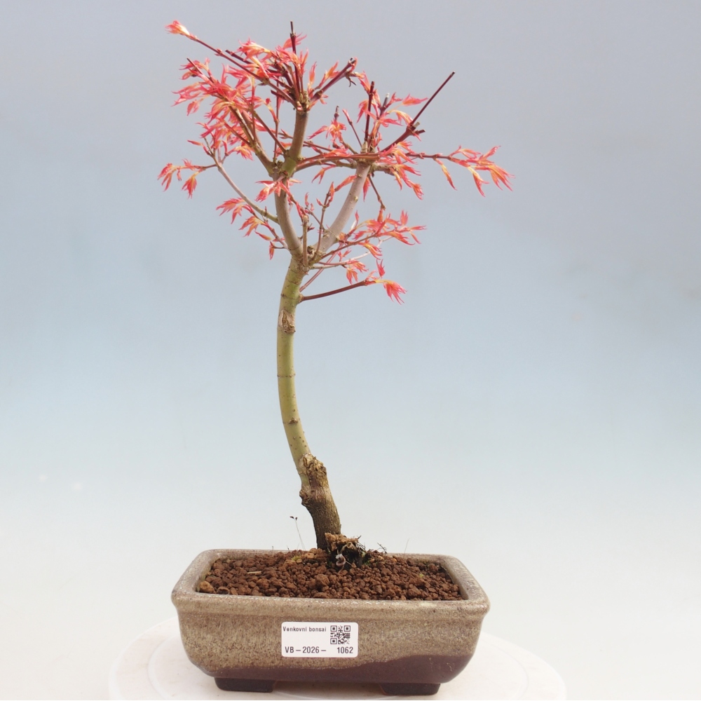 Noorse esdoorn - Acer palmatum Beni Tsukasa