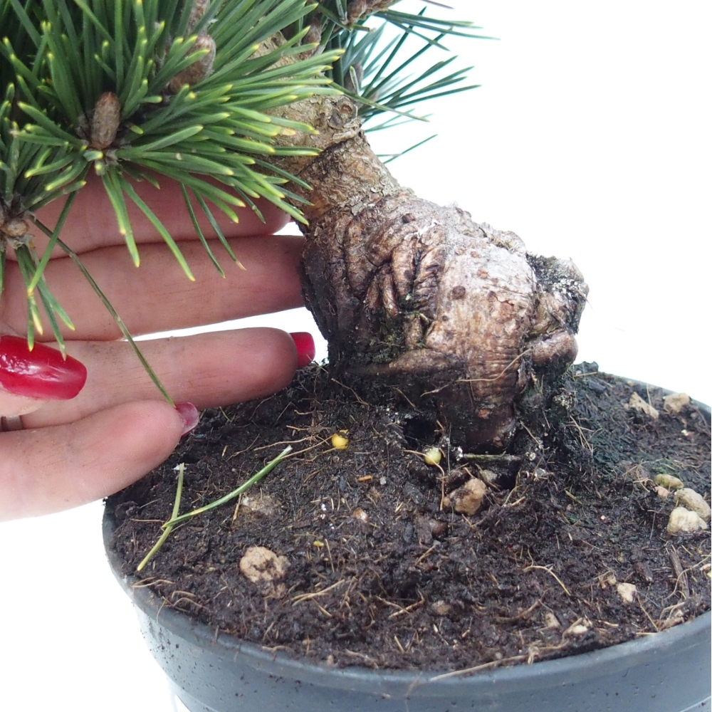 Bonsai voor buiten - Pinus thunbergii senjyumaru - Thunberg den