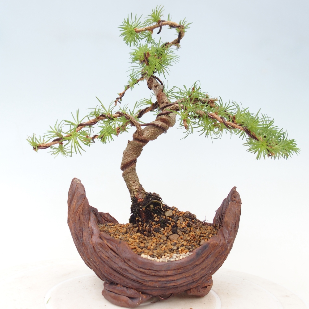 Bonsai voor buiten - Larix Kaempferi - Japanse lariks