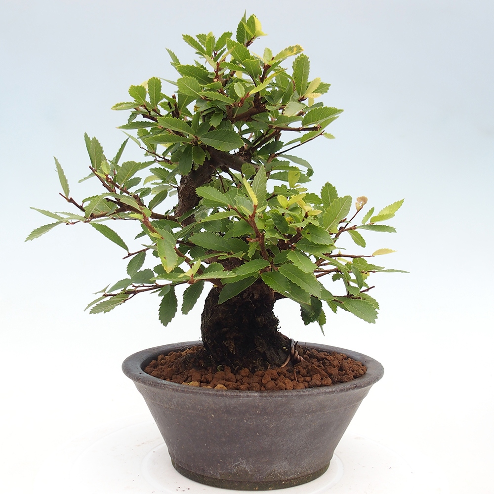 Bonsai voor buiten - Zelkova - Zelkova NIRE