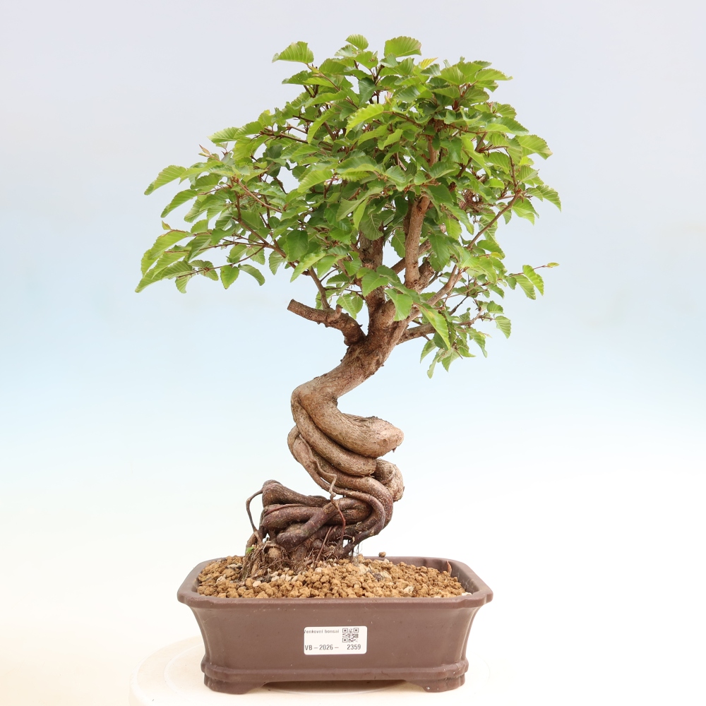 Bonsai voor buiten -Carpinus Coreana - Koreaanse haagbeuk