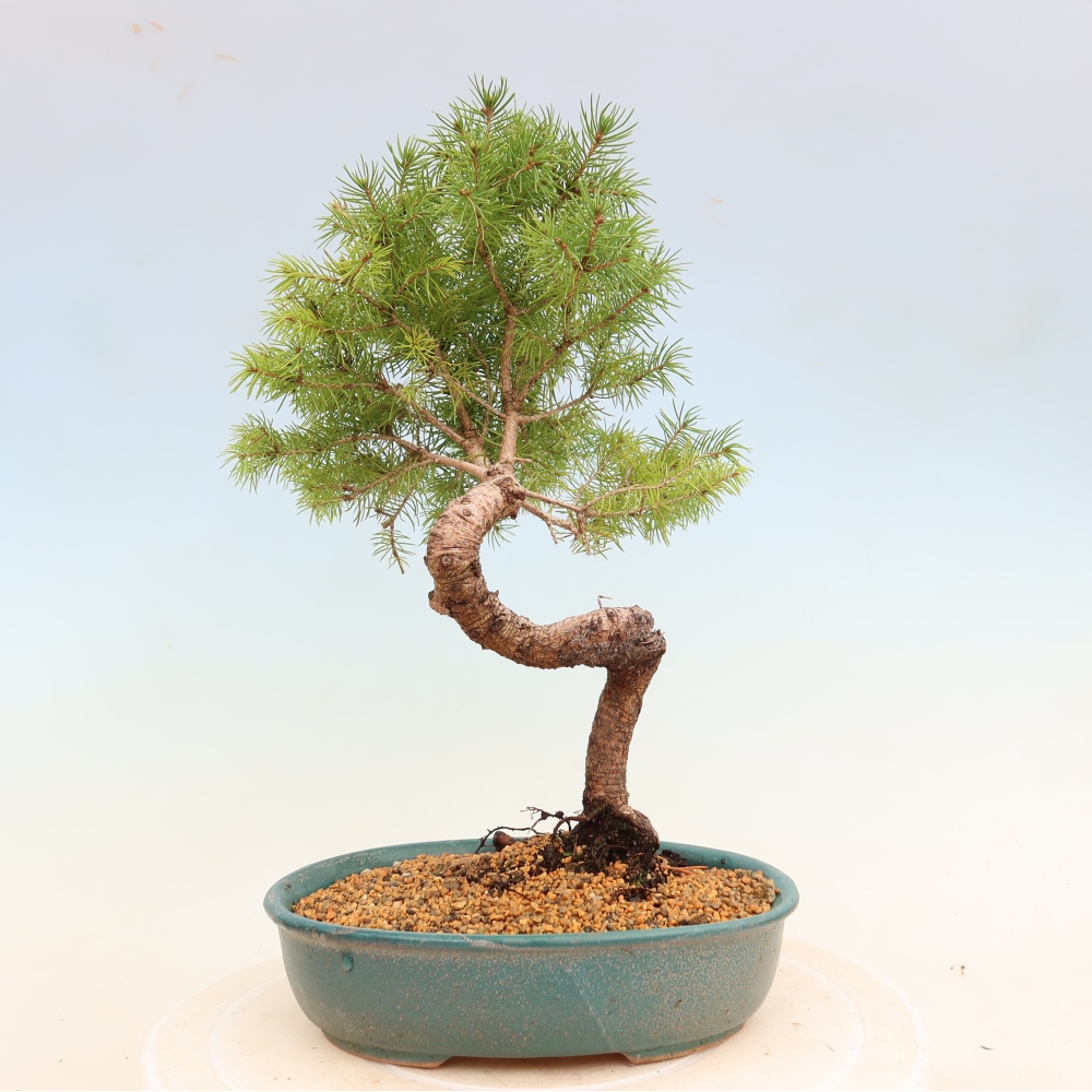 Bonsai voor buiten - Gewone spar - Picea glauca bol