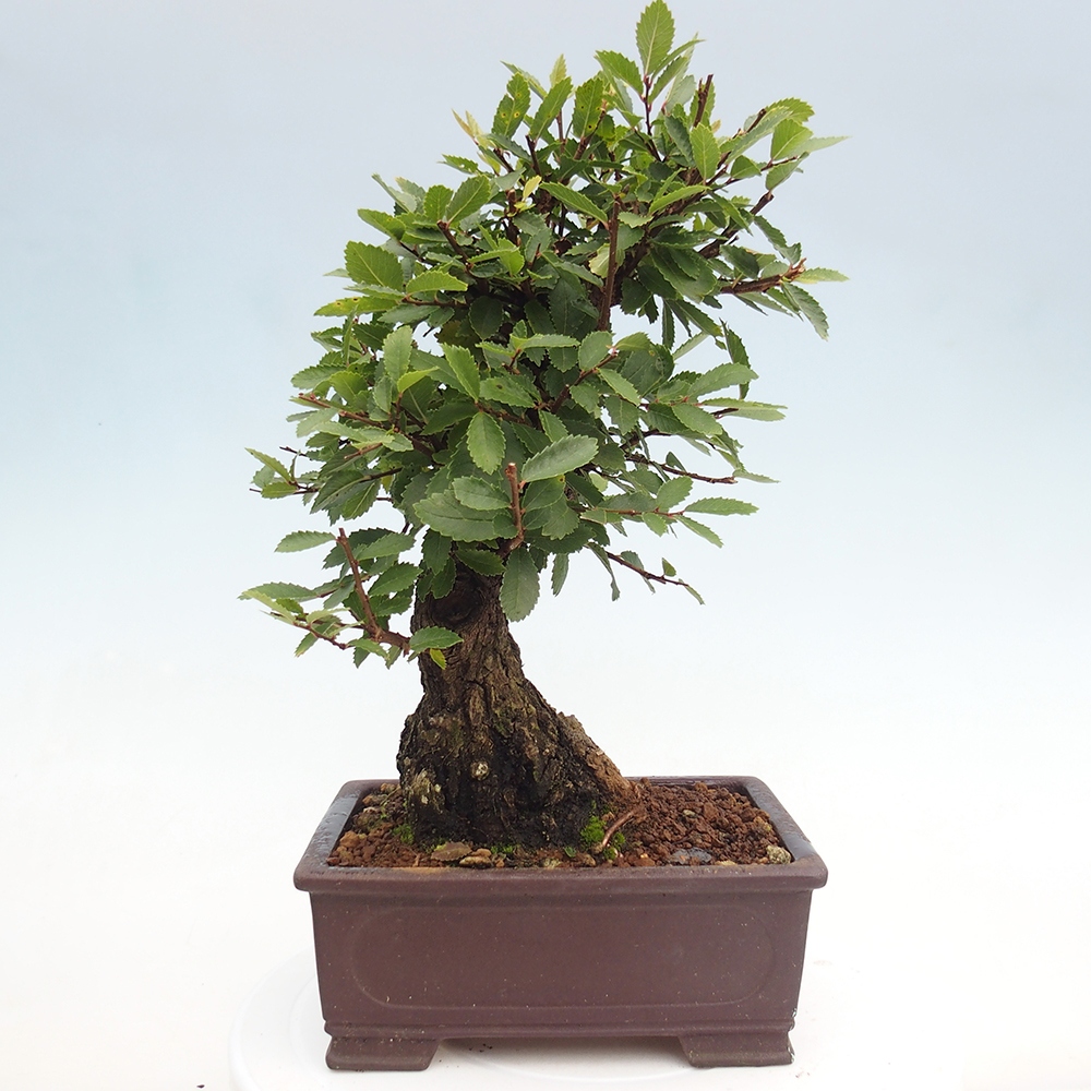Bonsai voor buiten - Zelkova - Zelkova NIRE