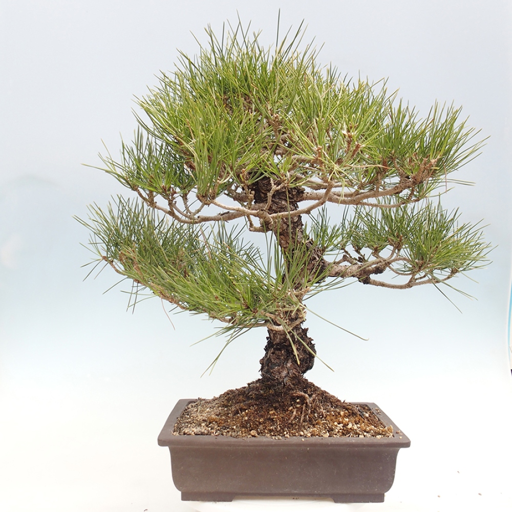 Bonsai voor buiten - Pinus thunbergii - Thunberg den