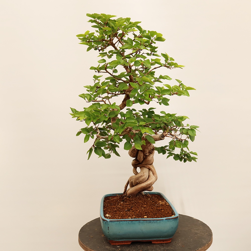 Bonsai voor buiten -Carpinus Coreana - Koreaanse haagbeuk