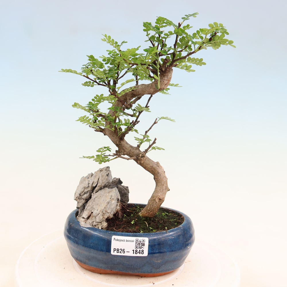 Kamerbonsai - Zantoxylum piperitum - peperboom