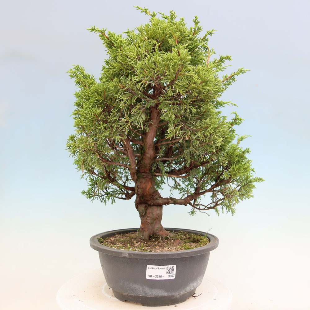 Bonsai voor buiten - Juniperus chinensis Itoigawa-Juniperus chinensis