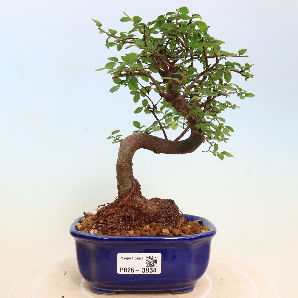 Kamerbonsai - Ulmus parvifolia - Winteriep
