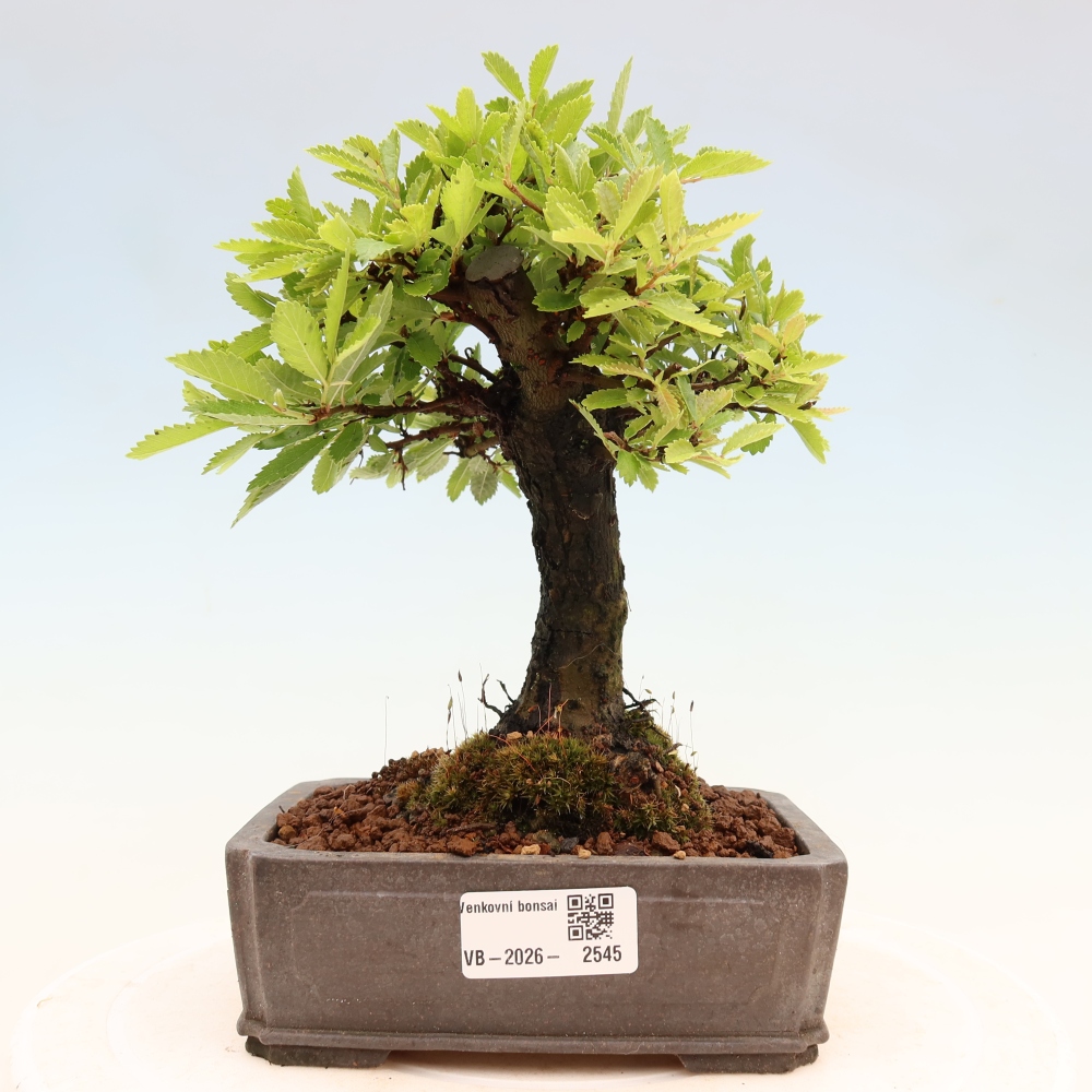 Bonsai voor buiten - Zelkova - Zelkova NIRE