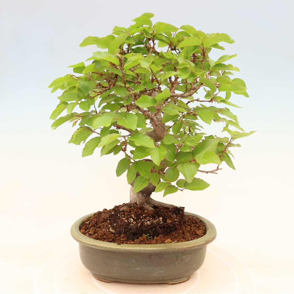 Bonsai voor buiten -Carpinus Coreana - Koreaanse haagbeuk