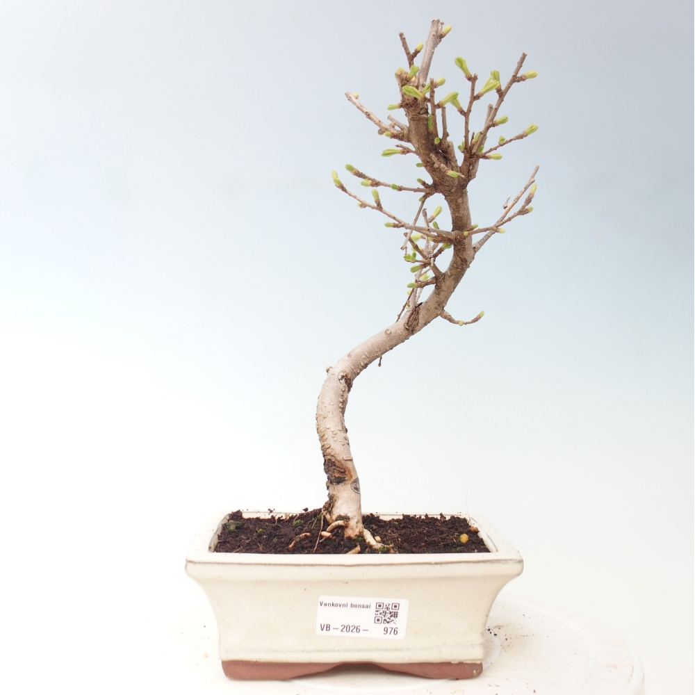 Bonsai voor buiten -Pseudolarix amabis-Pseudolarix amabis