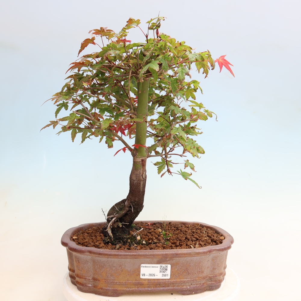 Bonsai voor buiten - Acer palmatum DESHOJO