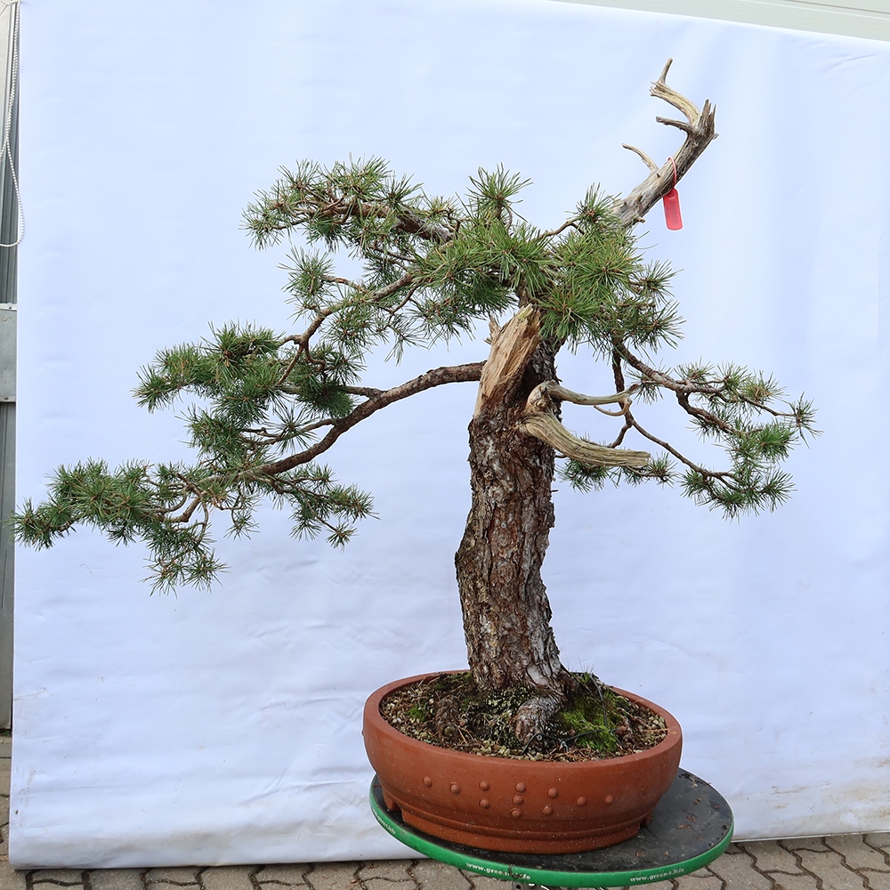 Pinus sylvestris Spanje - grove den