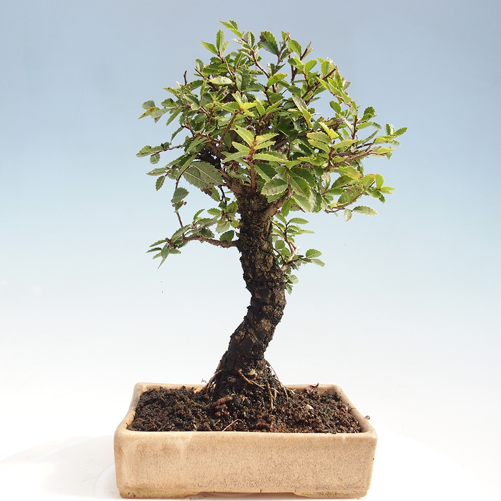 Bonsai voor buiten - Zelkova - Zelkova NIRE