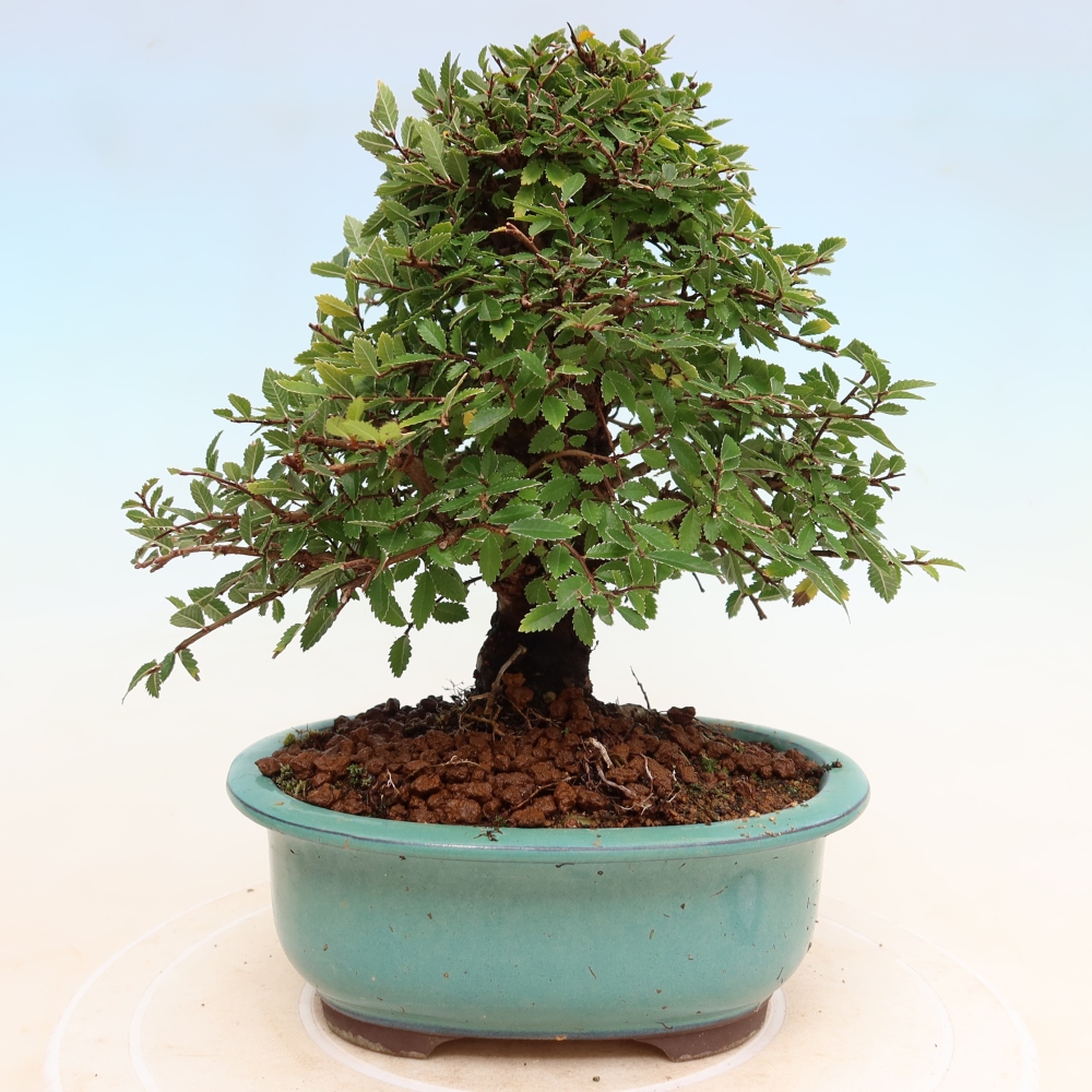 Bonsai voor buiten - Zelkova - Zelkova NIRE
