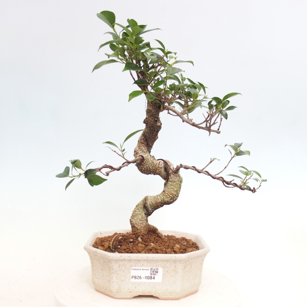 Kamerbonsai - Ficus retusa - kleinbladige ficus