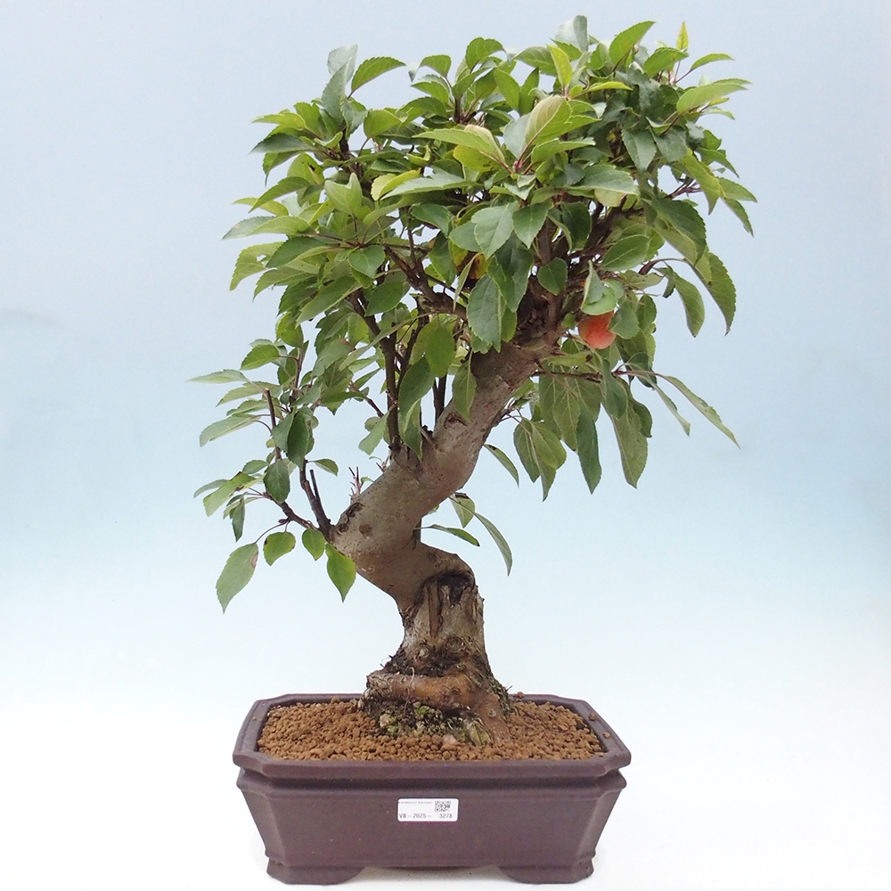 Bonsai voor buiten -Malus halliana - Appelboom met kleine vruchten