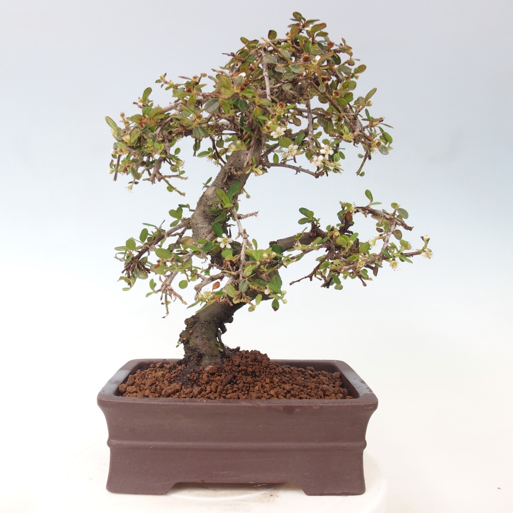 Buitenbonsai-Cotoneaster dammeri - Damer's Rock