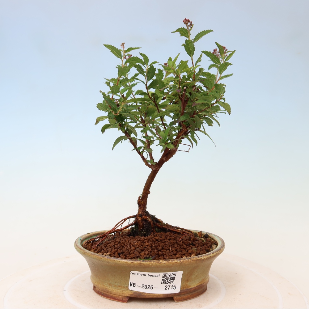 Bonsai voor buiten – Japanse spirea – Spirea japonica Anthony Waterer