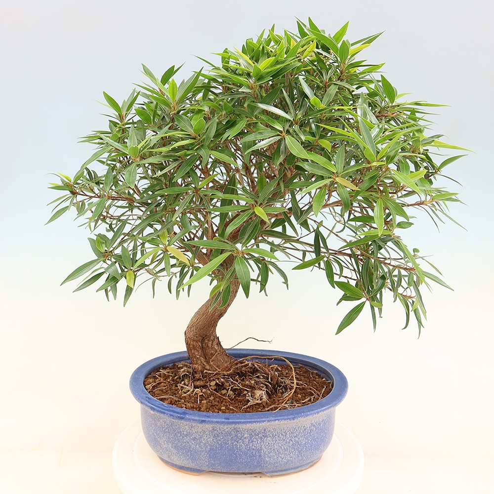 Kamerbonsai - Ficus nerifolia - kleinbladige ficus