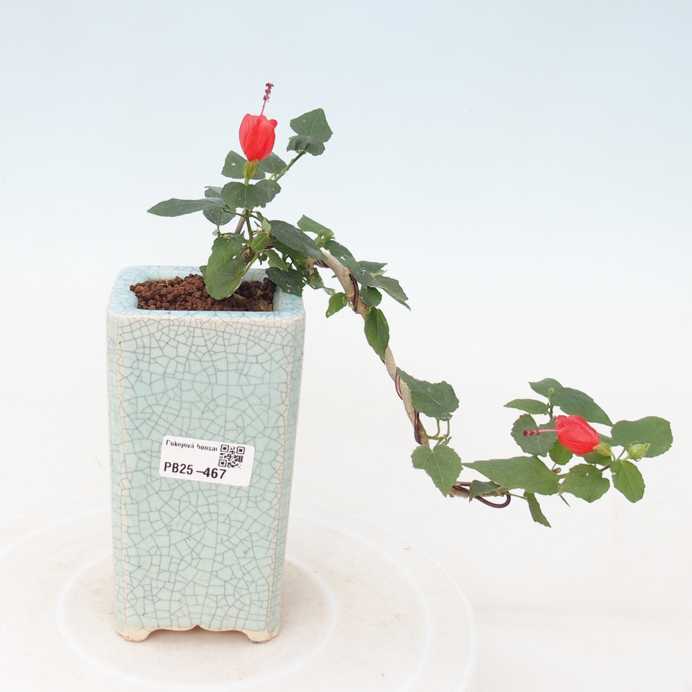 Bonsai voor binnen - Malvaviscus arboreus