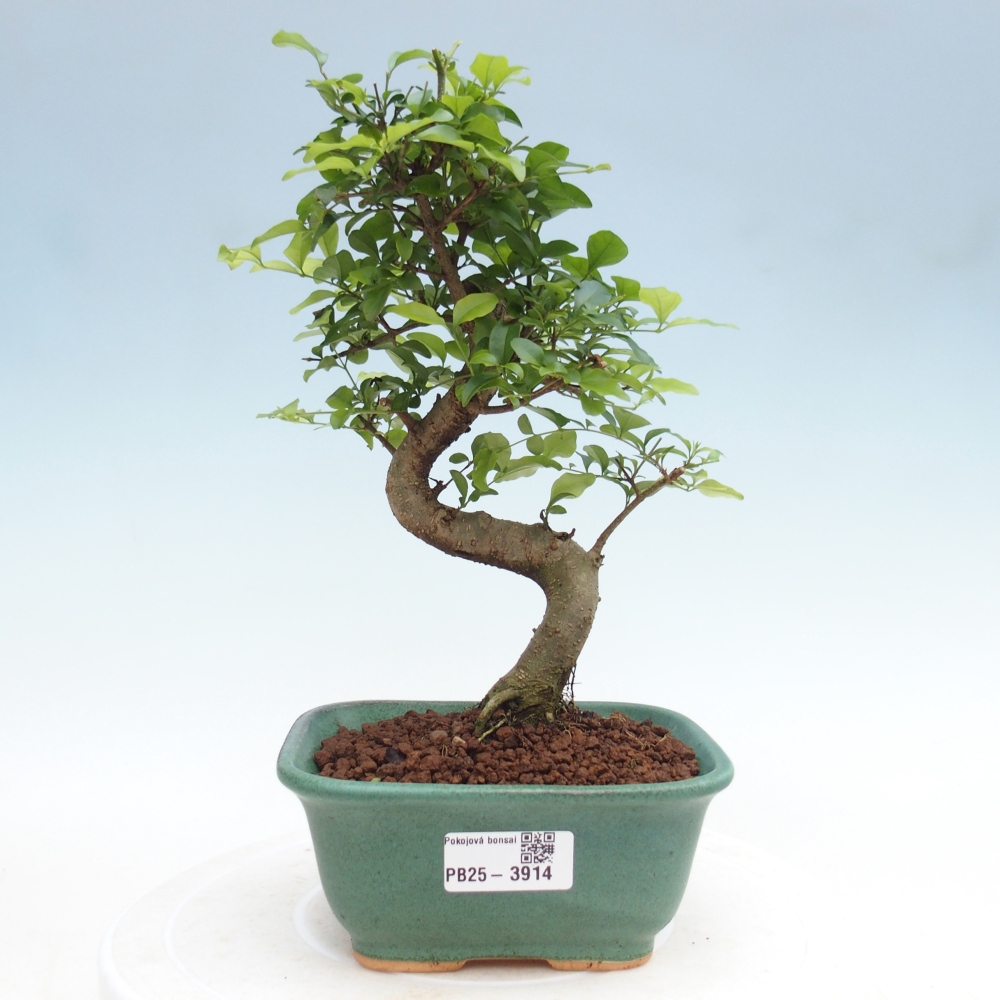 Kamerbonsai -Ligustrum chinensis - Vogelsnavel