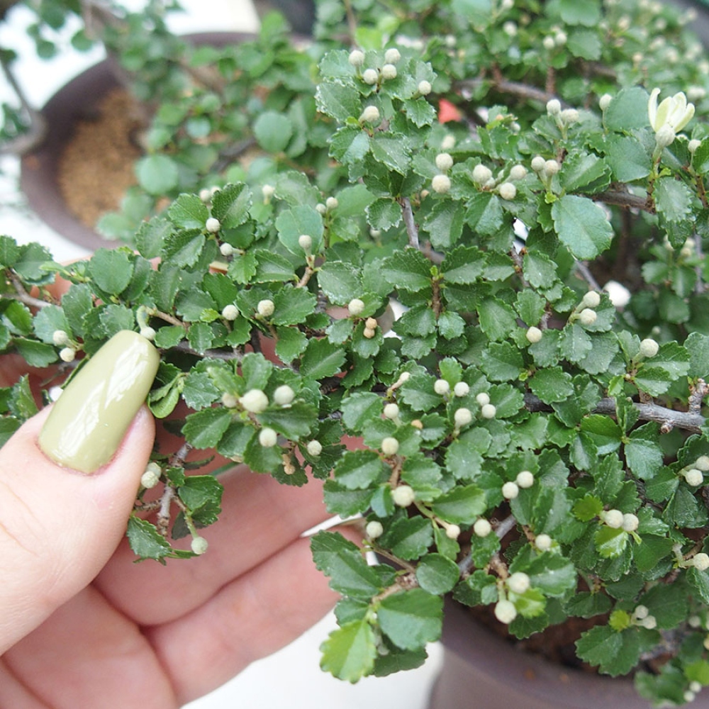 Kamerbonsai - Grewia sp. - Grewia malafolia