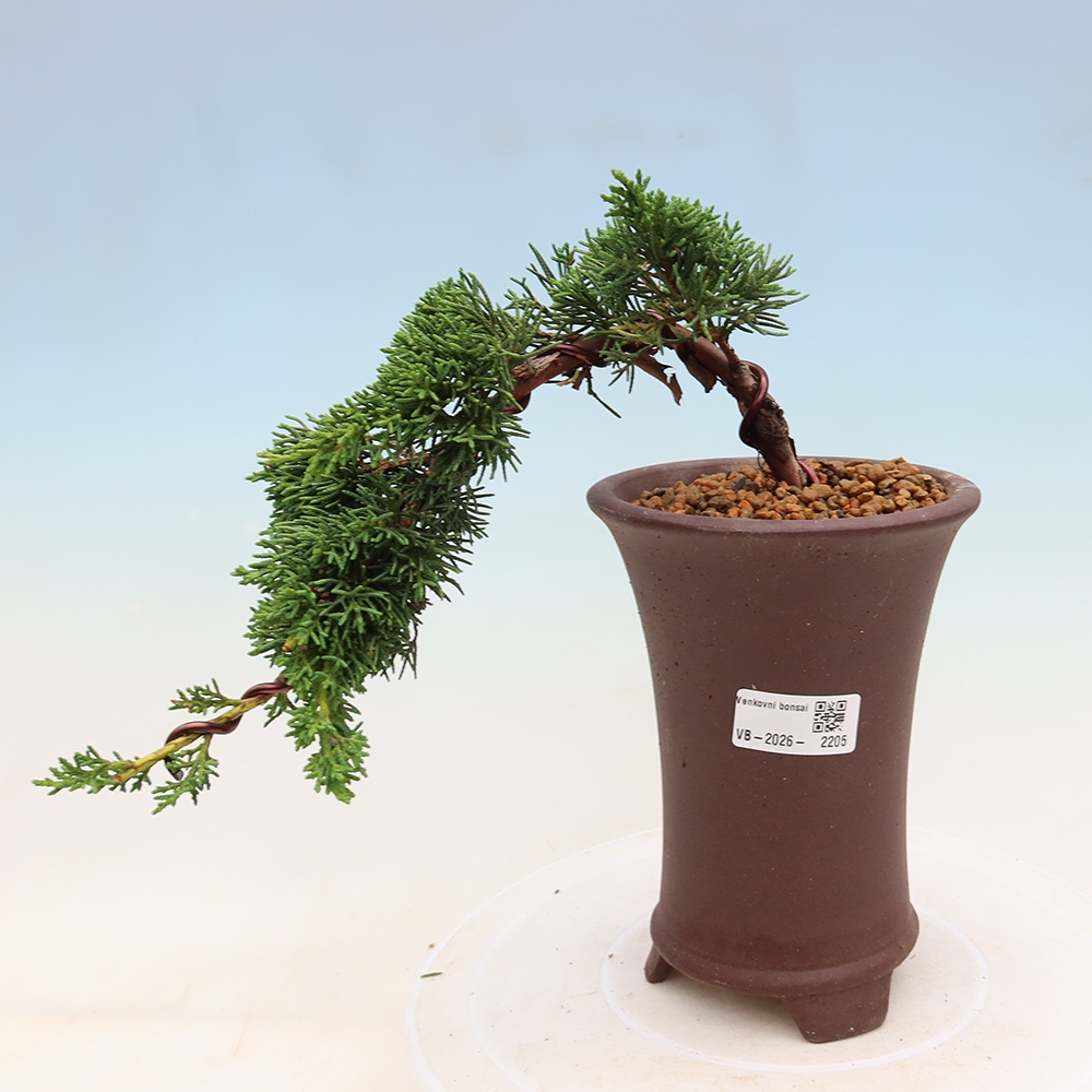 Bonsai voor buiten - Juniperus chinensis Kishu