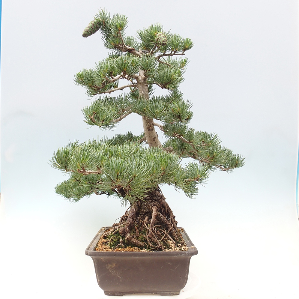 Bonsai voor buiten - Pinus parviflora - Pinus parviflora