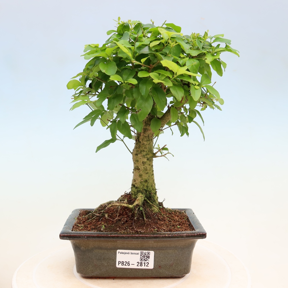 Kamerbonsai -Ligustrum chinensis - Vogelsnavel