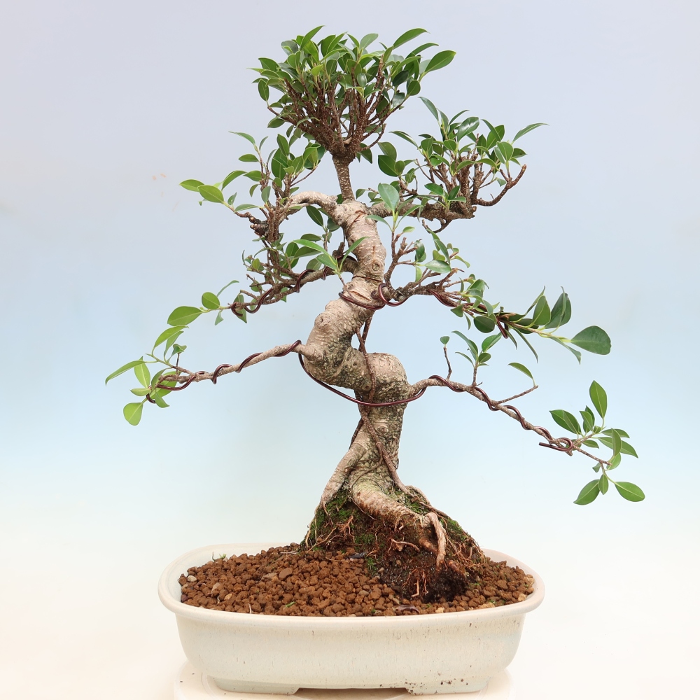 Kamerbonsai - Ficus kimmen - kleinbladige ficus