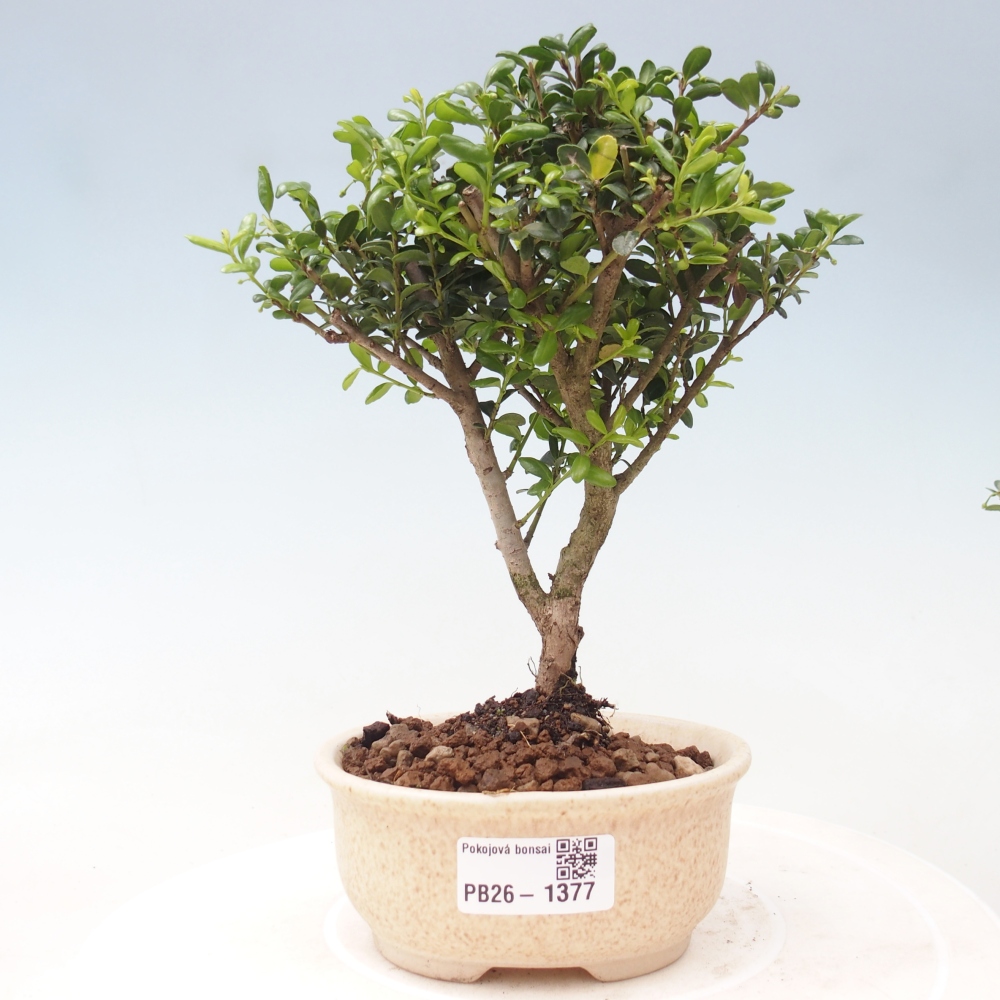 Kamerbonsai - Ilex crenata - Hulst