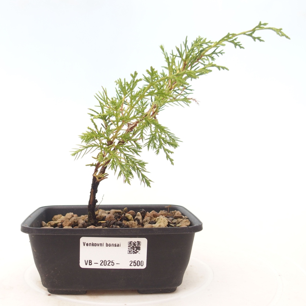 Bonsai voor buiten - Juniperus chinensis Itoigawa