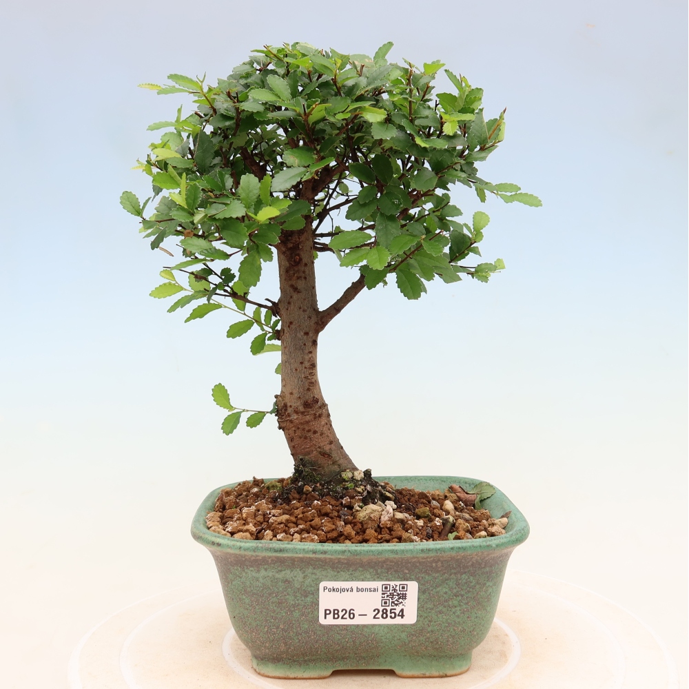 Kamerbonsai - Ulmus parvifolia - Winteriep