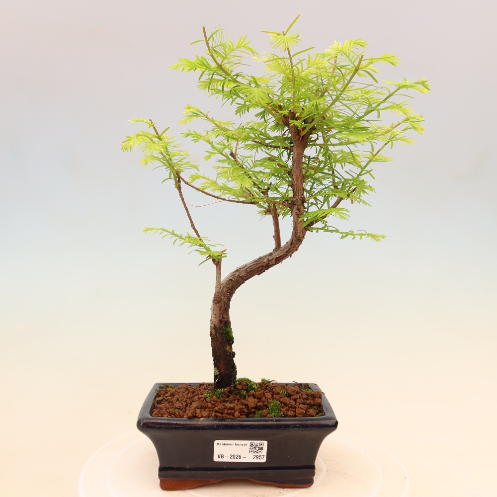 Bonsai voor buiten - Metasequoia glyptostroboides - Chinese Metasequoia
