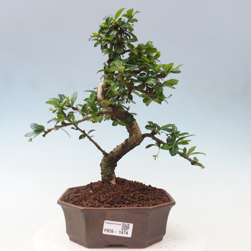 Kamerbonsai - Carmona macrophylla - Thee fuki