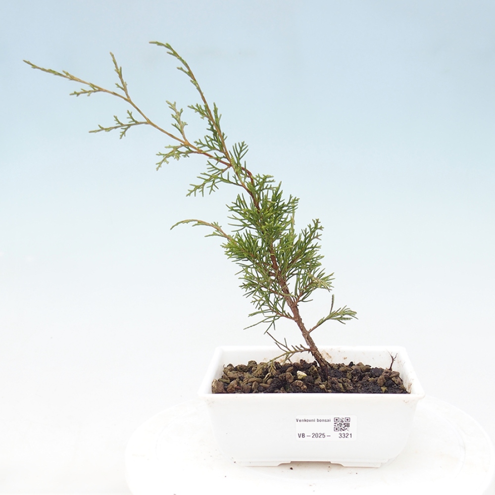 Bonsai voor buiten - Juniperus chinensis Itoigawa