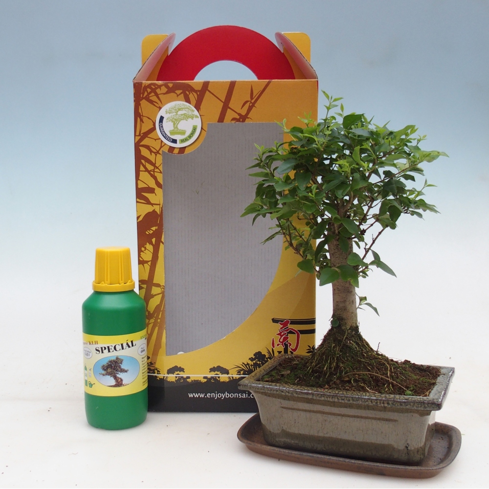 Kamerbonsai in geschenkverpakking Ligustrum chinensis - Vogelsnavel