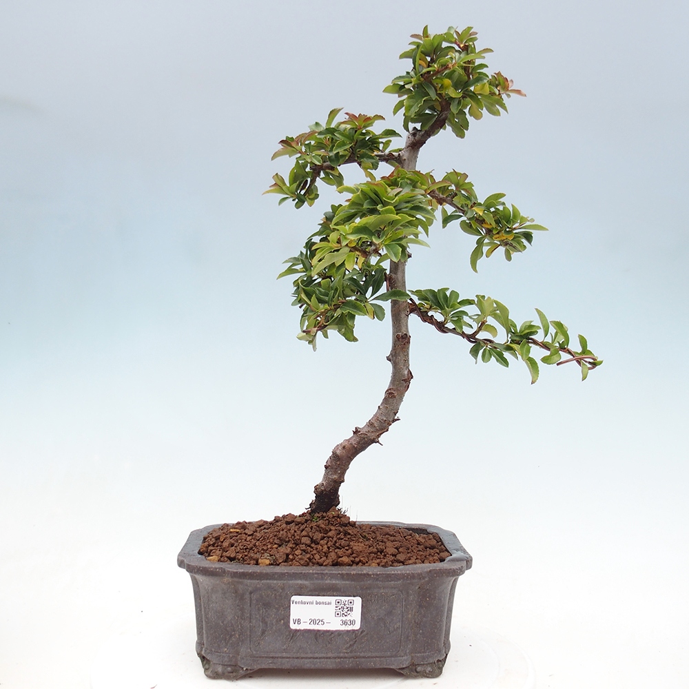 Bonsai-Pyracantha Teton voor buiten -Hlox