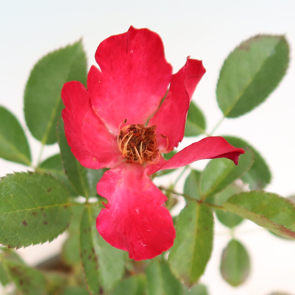 Bonsai voor buiten - Rosa Kordes - roos