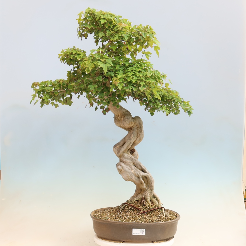 Bonsai voor buiten - Acer Buergerianum - Burgeresdoorn
