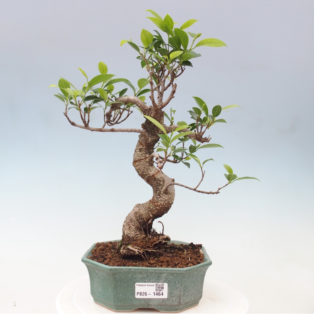 Kamerbonsai - Ficus retusa - kleinbladige ficus
