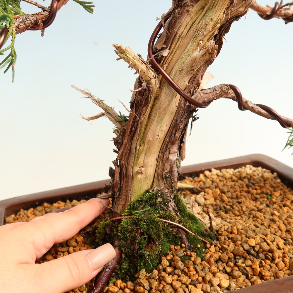 Bonsai voor buiten - Juniperus chinensis Kishu