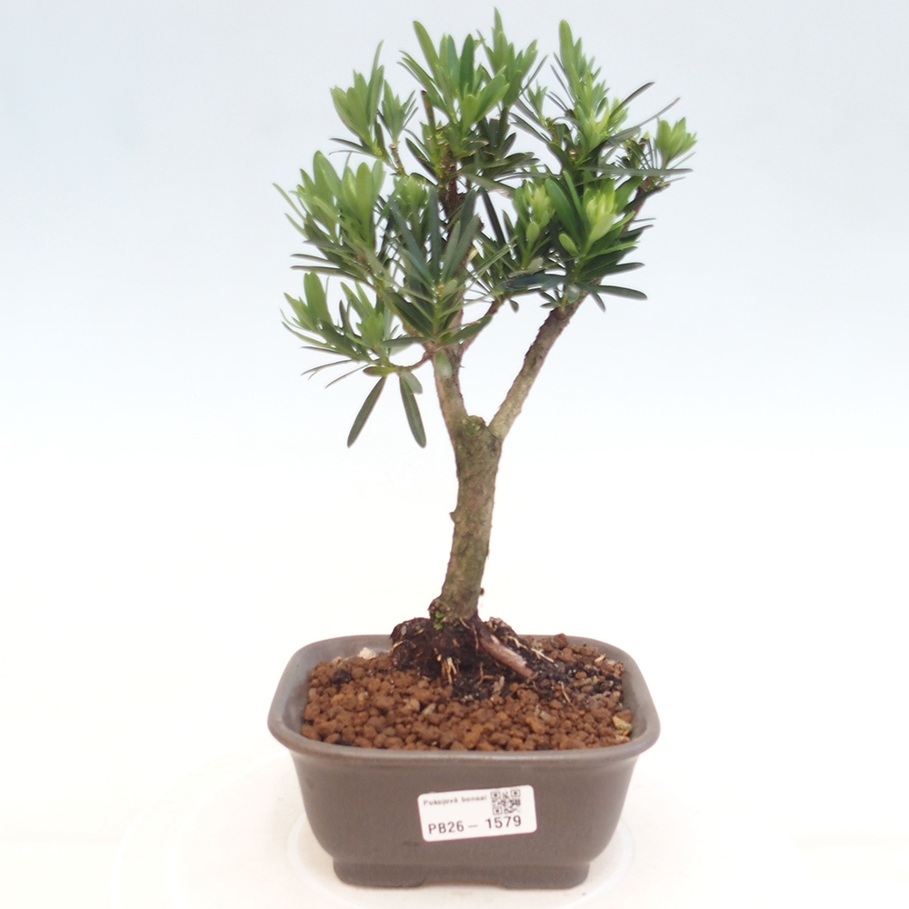 Kamerbonsai - Podocarpus - Taxus